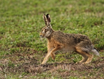 Zajíc polní (Lepus europaeus)