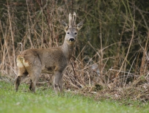 Srnec obecný (Capreolus capreolus)