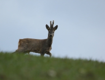 Srnec obecný (Capreolus capreolus)
