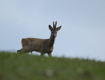 Srnec obecný (Capreolus capreolus)