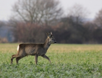 59 b. Srneček (Capreolus capreolus)