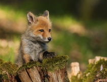 Lišče (Vulpes vulpes)