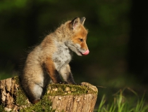 Lišče (Vulpes vulpes)