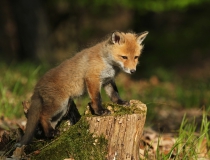 Lišče (Vulpes vulpes)