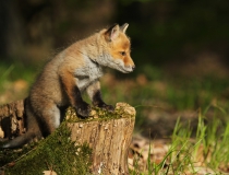 Lišče (Vulpes vulpes)