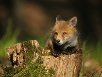 Lišče (Vulpes vulpes)