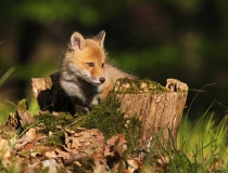 Lišče (Vulpes vulpes)