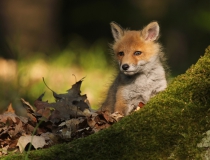 Lišče (Vulpes vulpes)