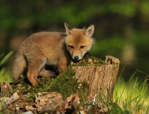 Lišče (Vulpes vulpes)