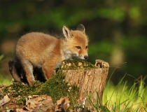 Lišče (Vulpes vulpes)