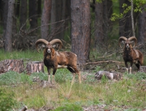 Muflon (Ovis musimon)