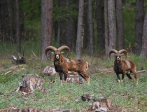 Muflon (Ovis musimon)