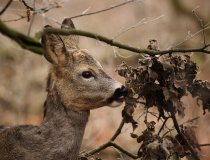 Srneček v zimní srsti (Capreolus capreolus)