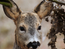 Srneček v zimní srsti (Capreolus capreolus)