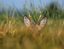 Srnec obecný (Capreolus capreolus)