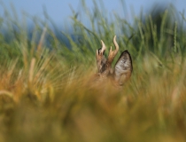 Srnec obecný (Capreolus capreolus)
