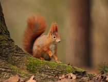 Veverka obecná (Sciurus vulgaris)