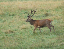 Jelen evropský (Cervus elaphus)