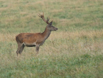 Jelen evropský (Cervus elaphus)