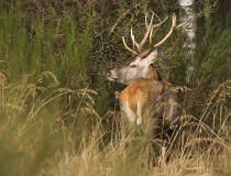 Jelen evropský (Cervus elaphus)