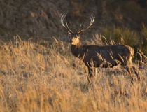 Jelen evropský (Cervus elaphus)