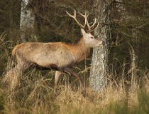 Jelen evropský (Cervus elaphus)