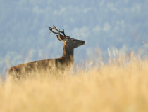 Jelen evropský (Cervus elaphus)