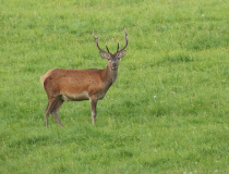 Jelen evropský (Cervus elaphus)