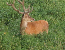 Jelen evropský (Cervus elaphus)
