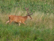 Jelen evropský (Cervus elaphus)