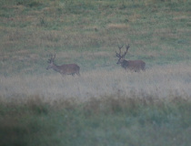 Jelen evropský (Cervus elaphus)