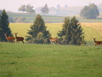Jelení zvěř  (Cervus elaphus)
