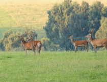 Jelení zvěř  (Cervus elaphus)