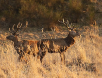 Jeleni (Cervus elaphus)