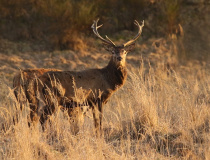 Jelen evropský (Cervus elaphus)