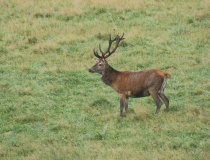 Jelen evropský (Cervus elaphus)