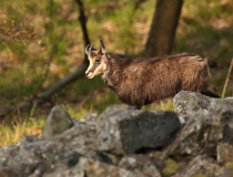 Kamzík horský (Rupicapra rupicapra)