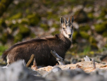 Kamzík horský (Rupicapra rupicapra)