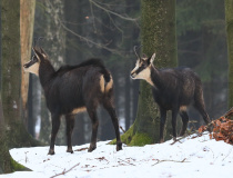 Kamzík horský (Rupicapra rupicapra)