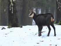 Kamzík horský (Rupicapra rupicapra)