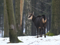 Kamzík horský (Rupicapra rupicapra)
