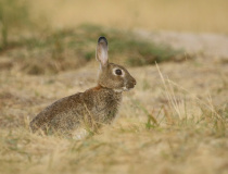 Králík divoký (Oryctolagus cuniculus)