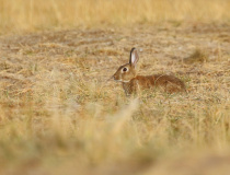 Králík divoký (Oryctolagus cuniculus)