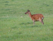 Laň jelena evropského (Cervus elaphus)
