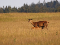 Laň s kolouchem (Cervus elaphus)