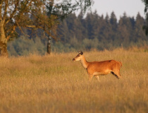 Laň jelena evropského (Cervus elaphus)