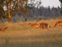 Laně (Cervus elaphus)
