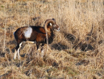 Muflon (Ovis musimon)