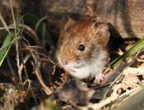 Norník rudý (Myodes glareolus)