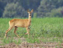 Srna (Capreolus capreolus)